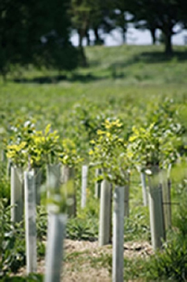 iso registration for forestry